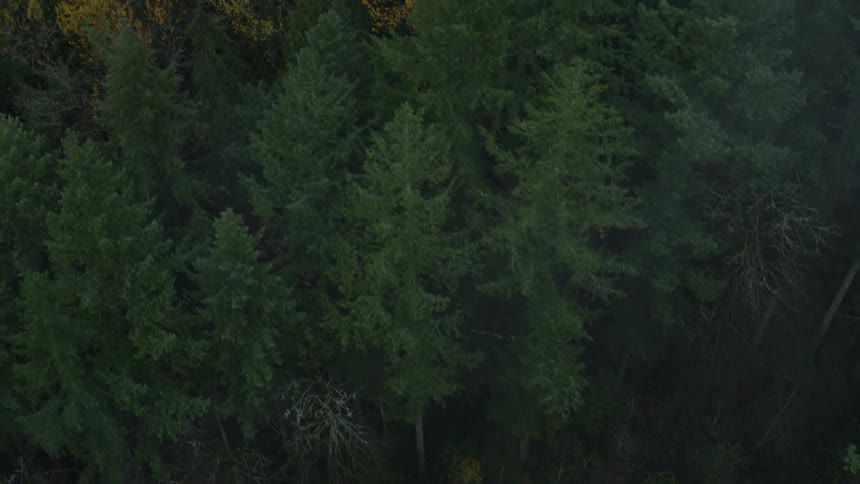 An aerial view of dense trees in a forest