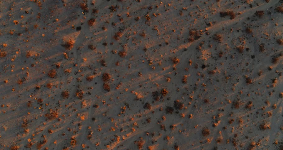 The desert is full of small bushes