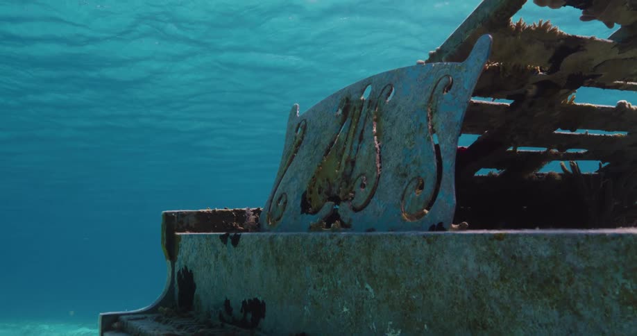 Fish swim through the shipwreck
