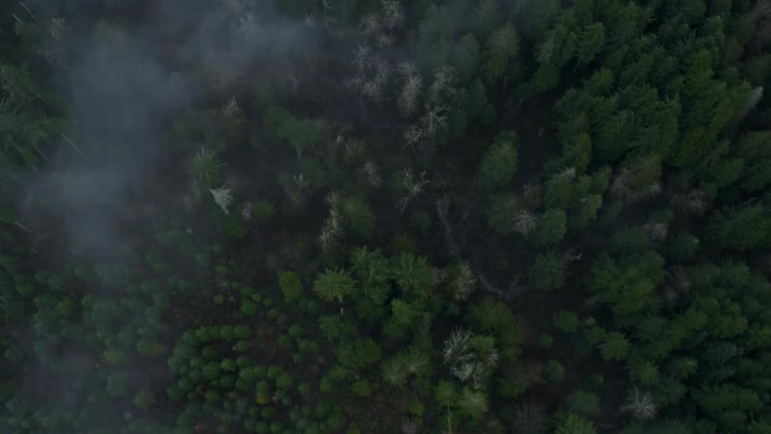 An aerial view of a pine forest with light fog settling over the trees