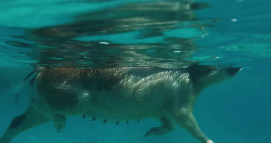 A dog is swimming in a pool during daytime