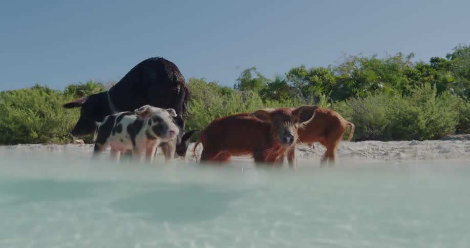 A group of small pigs and a large black pig behind them wading in shallow water on a beach