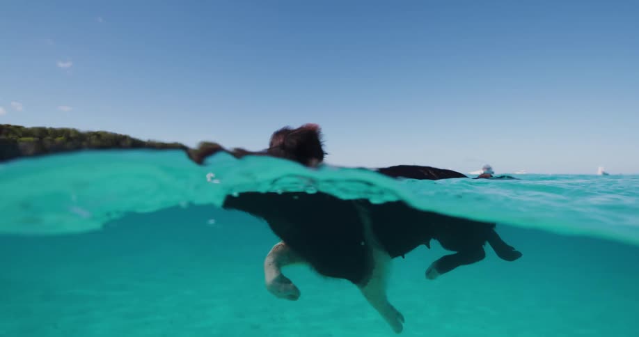 A pig is swimming in clear blue water close to shore