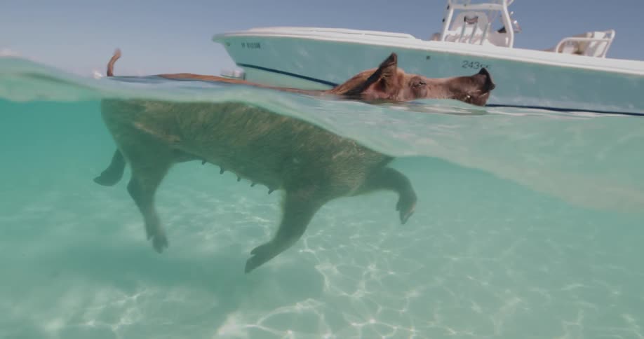 The pig is swimming in the water