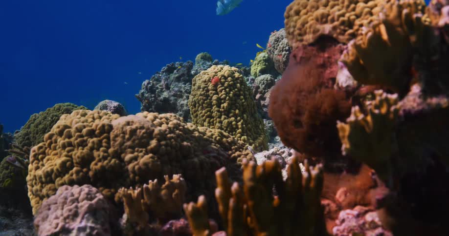 Fish swimming around a coral reef in the sea