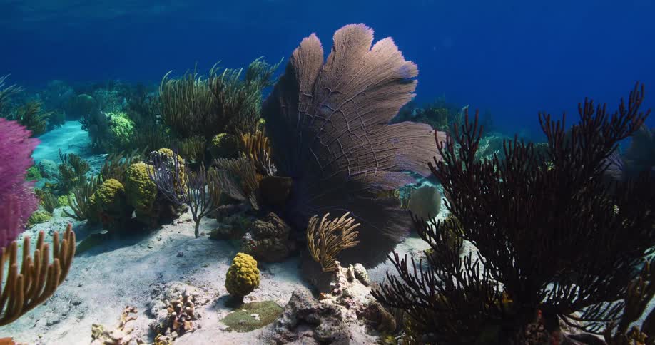 A coral reef at the bottom of the ocean with fish swimming through it