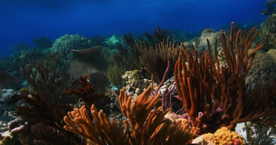 Fish swim among the coral and underwater vegetation along the seabed