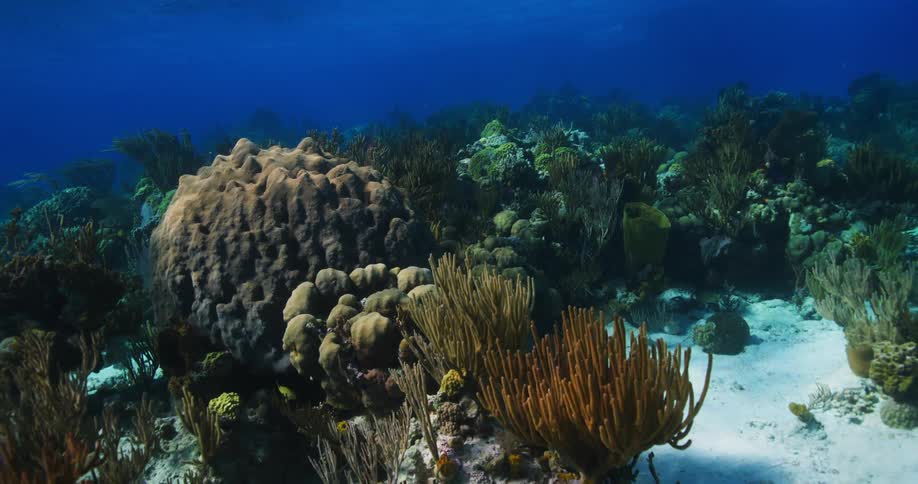 Plants flow near coral reef underwater