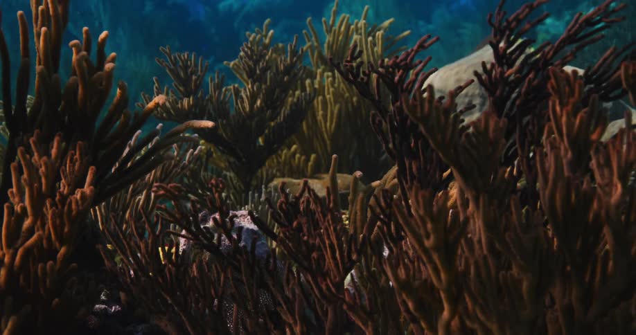 Coral on the ocean floor is displayed