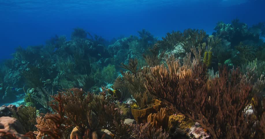 Coral and kelp sway along the seabed as small fish swim and sunlight shines from above