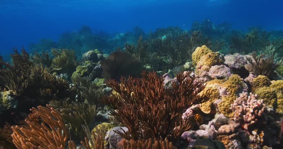 Coral reefs underwater