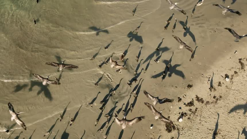 Aerial view of pelicans flying over beach and sea
