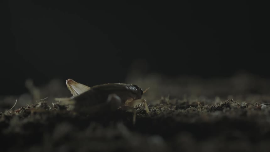 A bug is moving slowly in the dirt