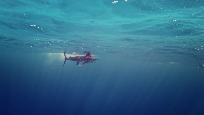 Sailfish swims in blue ocean water