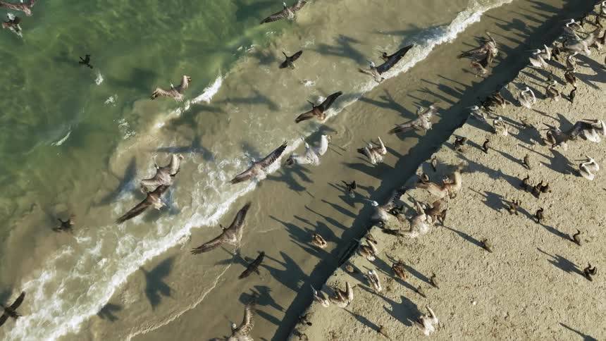 Geese are sitting along the coast and flying over the beach as waves roll in to shore