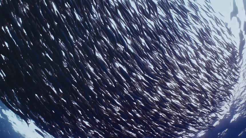 A large school of fish swimming near the ocean surface as sun reflects off the water