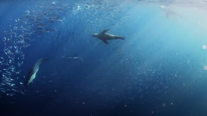 A school of fish seals and dolphins swimming around near the ocean surface