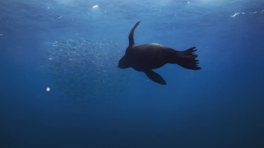 A sea lion is swimming in the ocean sea with fish