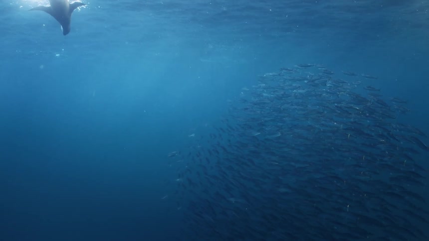 A walrus swims toward a school of fish in the ocean