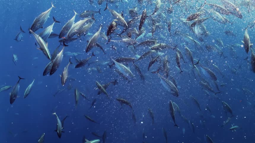 A small school of fish swimming upwards and around near the surface