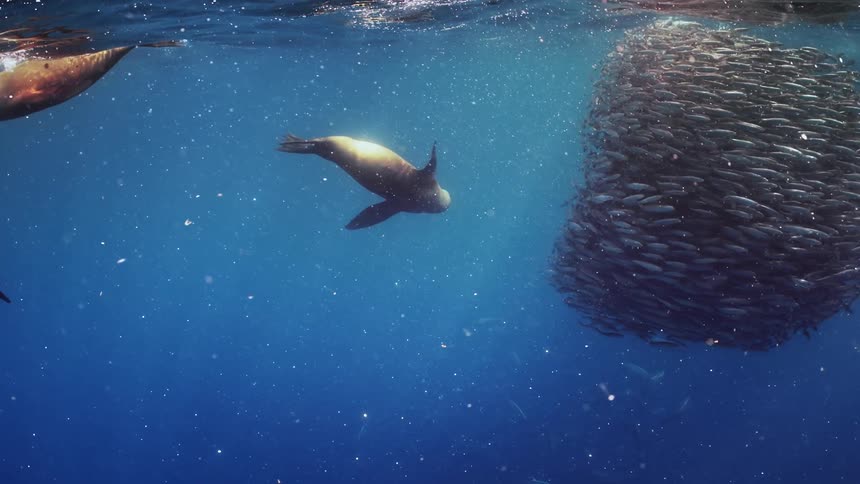 Walrus swim near a swarm of fish underwater