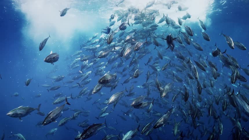 A large school of fish underwater in the ocean