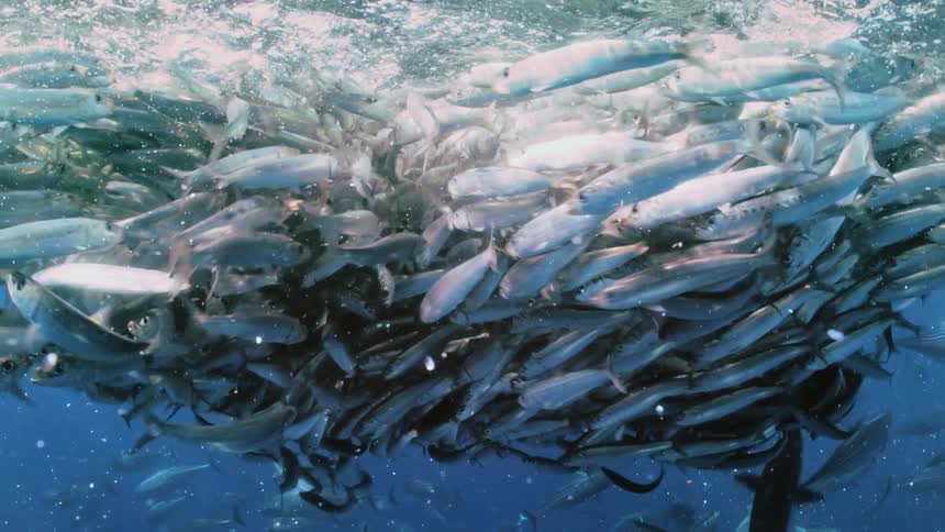 A swarm of fish are swimming together in the ocean