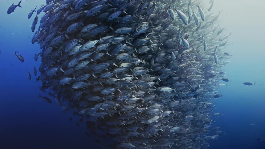 A school of trevally fish swimming underwater