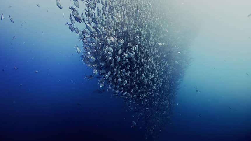A school of trevally fish swimming underwater