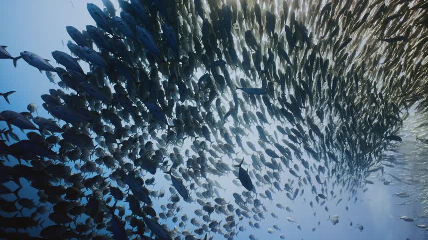 Many fish are swimming near the surface of the water