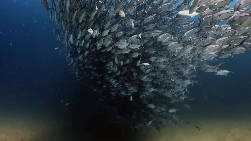 A large school of fish swimming together underwater near the ocean floor