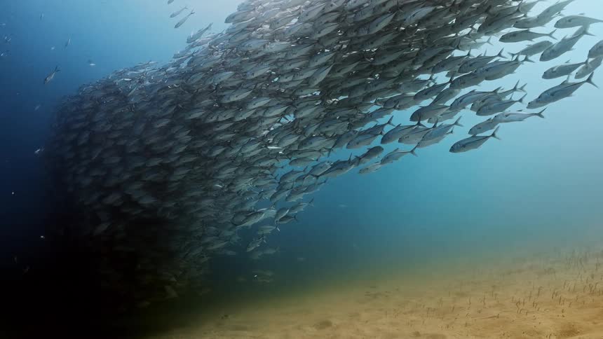 A school of fish swim close together above the ocean floor