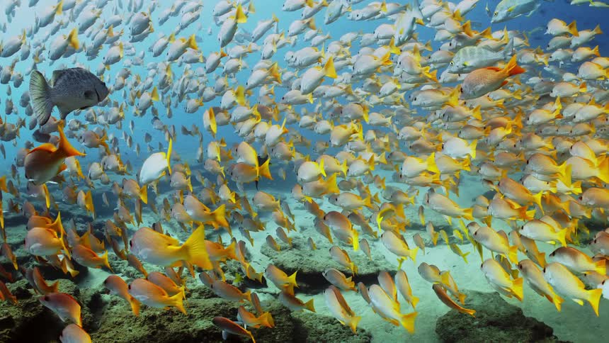 Lot of yellowish fish flowing in the water