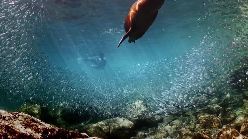 Fish are swimming near the floor of the ocean