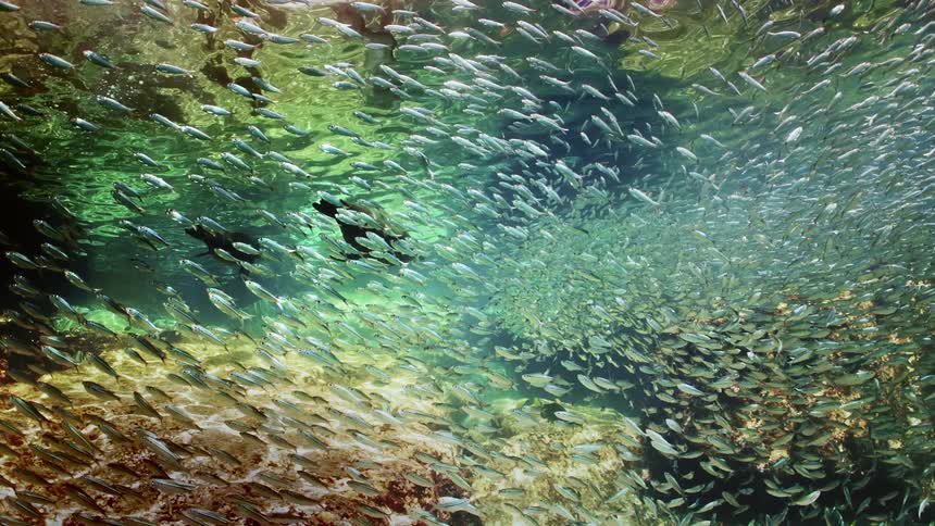 Fish are swimming all over underwater