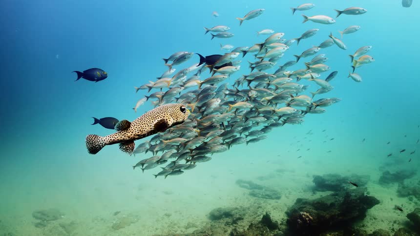 A group of fish are swimming under the ocean water