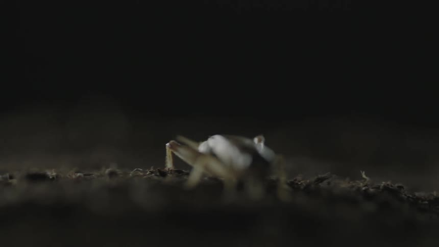 A cricket struggles to flip back over onto its feet