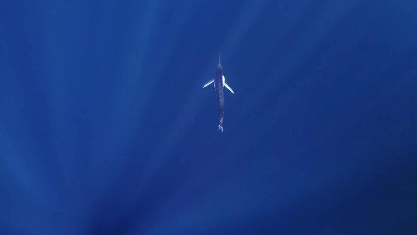 Sailfish swimming in blue ocean water