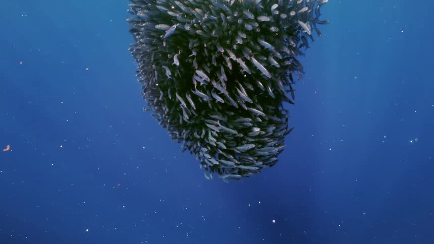 A school of fish swimming underwater