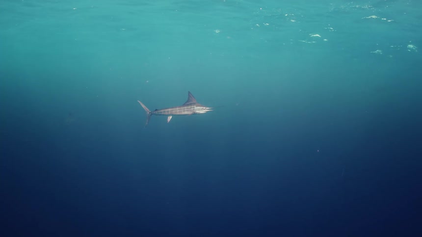 Swordfish swims through blue murky water as waves roll over surface