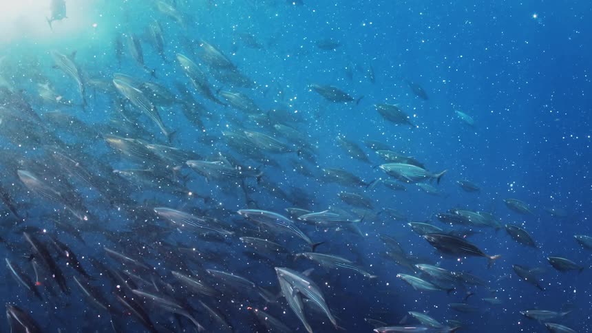 A view of multiple fish are swimming in ocean water
