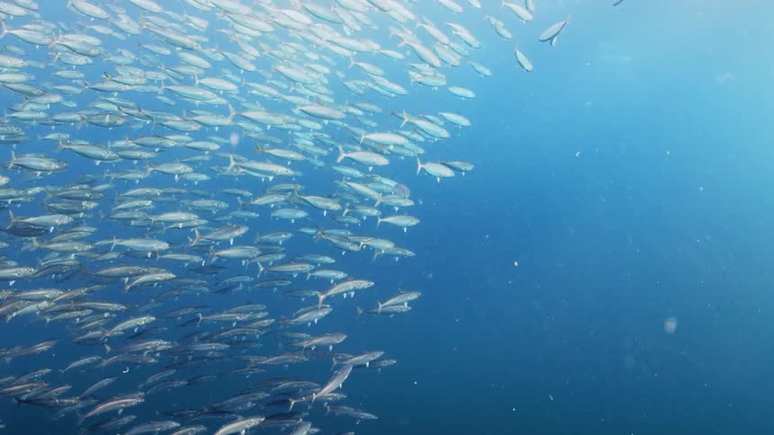 A school of fish swimming underwater