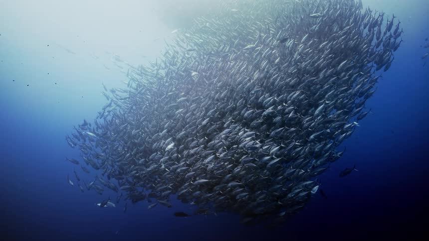 A large body of fish in the middle of the sea moving in a rotation direction