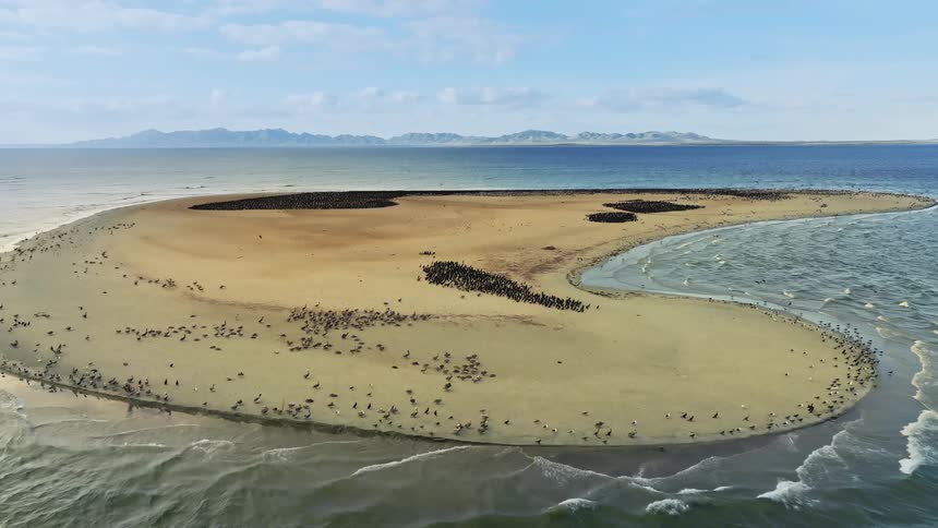 Aerial view of a flock of birds gathering over a small sand island in the ocean at daytime