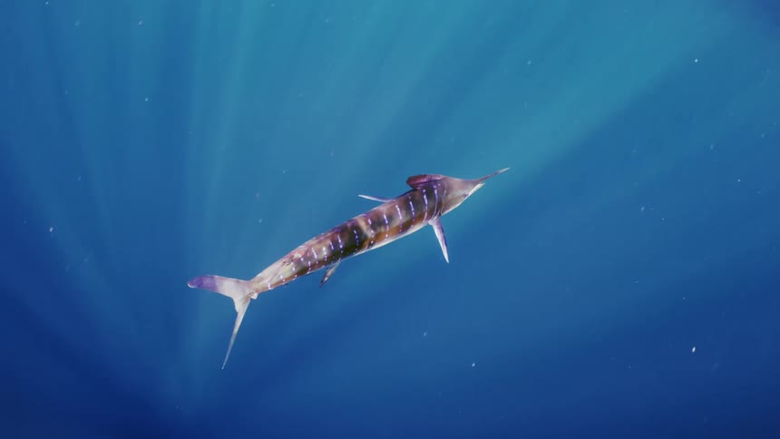 Swordfish swimming underwater in the ocean