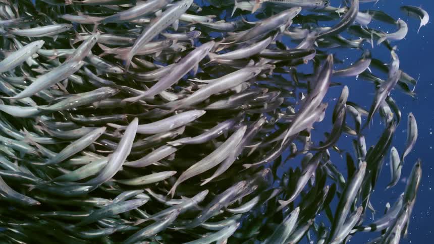 A large school of fish are swimming underwater as sunlight shines from above