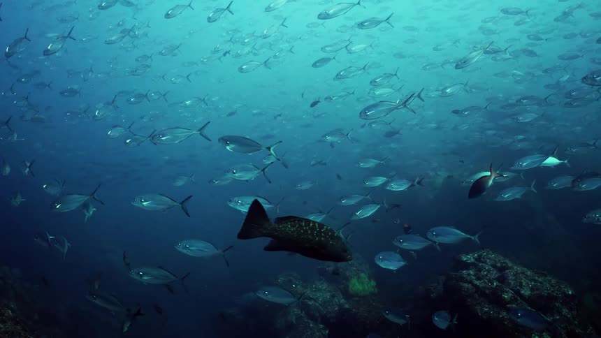A crew of fish moving a one direction inside the sea