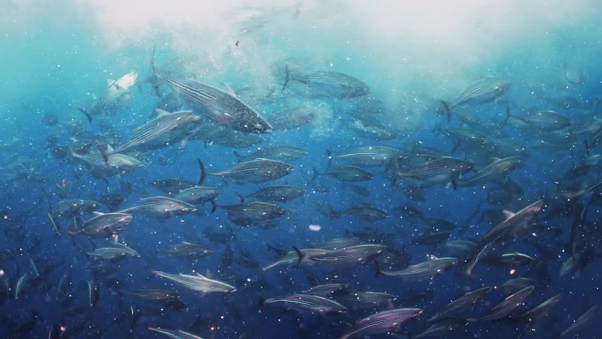 A school of fish swimming underwater