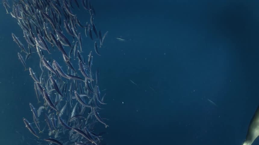 Fish are swimming under the ocean water