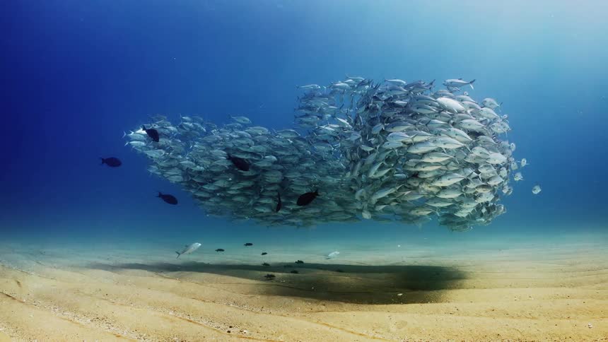 A large school of fish swim around